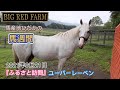 ユーバーレーベン『ふるさと訪問』ビッグレッドファーム