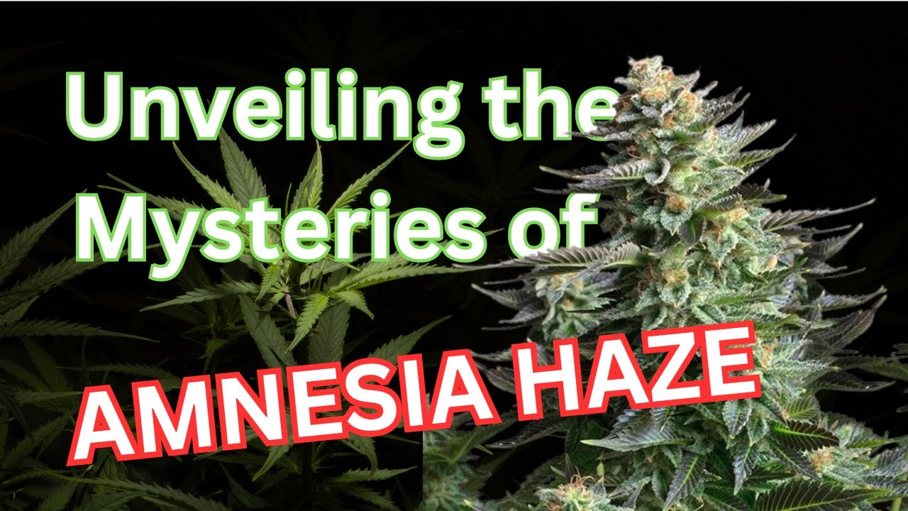 Unlocking Amnesia Haze: Exploring Its Mystical Qualities