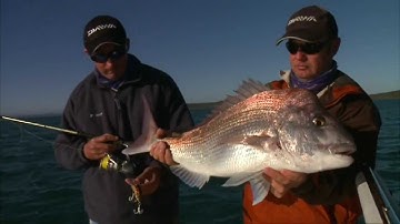 Hard Body Snapper