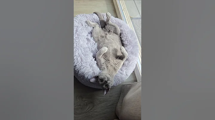 Video 11697311: catlovers kitten cats catlife