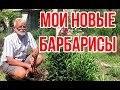 Барбарис Тунберга Orange Tower и  Chocolate Summer / Игорь Билевич