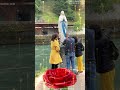 Tocca la Madonna di Lourd e lascia una rosa. Lei porterà pace, felicità e salute...