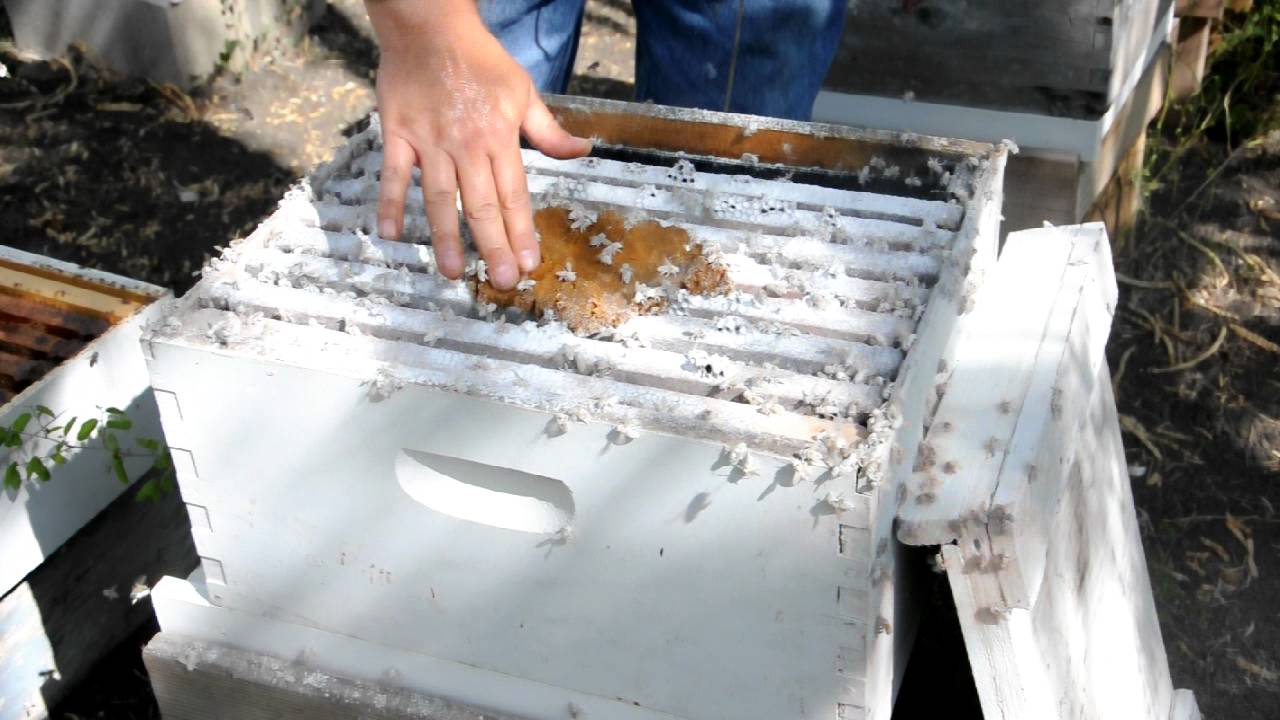 Powdered Sugar Mite Treatment YouTube