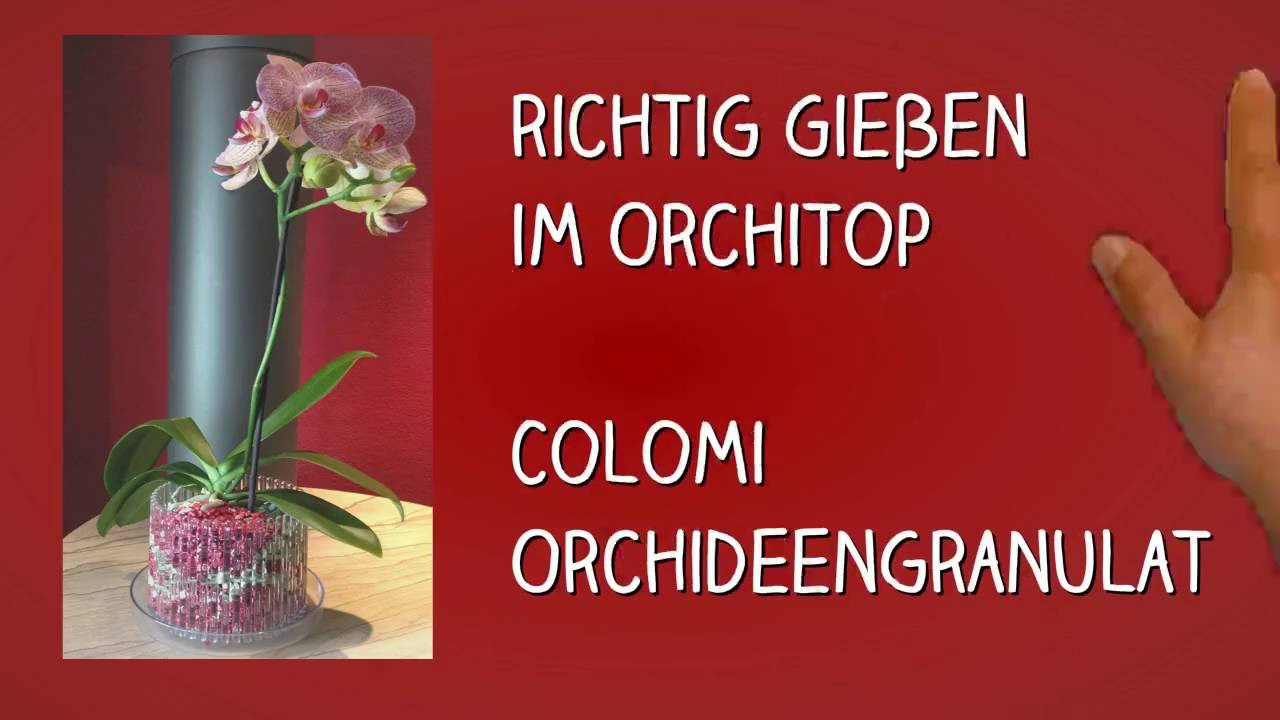 Richtig gießen im Orchitop mit Colomi Substrat