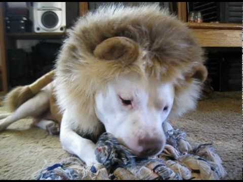 THE LION (halloween dog costumes) - YouTube