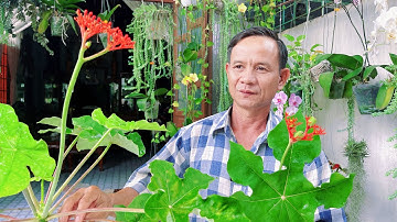 Cây Ngô Đồng Phong Thuỷ Tốt Rất Lợi Hại. Mọi Người Nên Thận Trọng