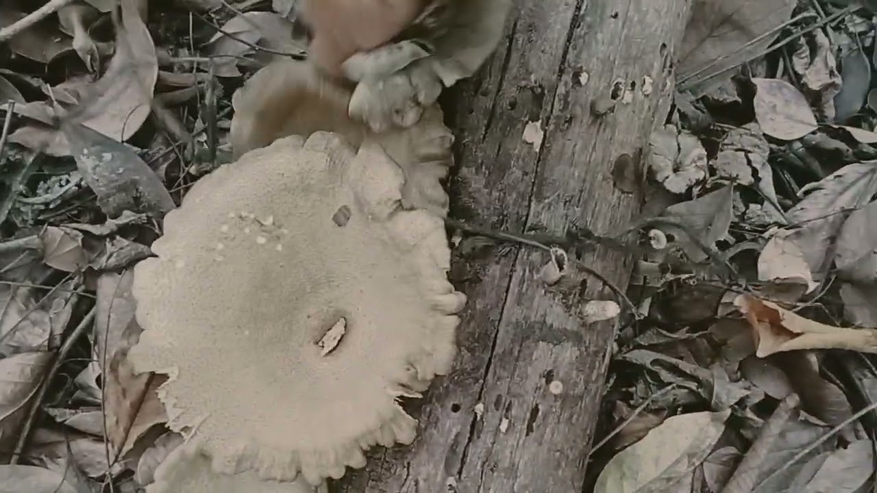 เดินเลาะป่าหาฮังมดแดง/แต่มาเจอสิ่งนี้ต้องเก็บครับ