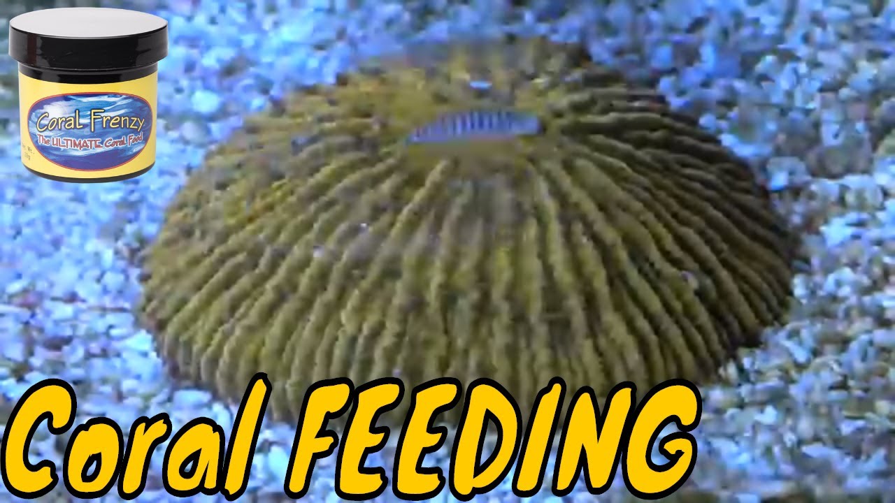 careless whisper Coral Feeding Time Lapse