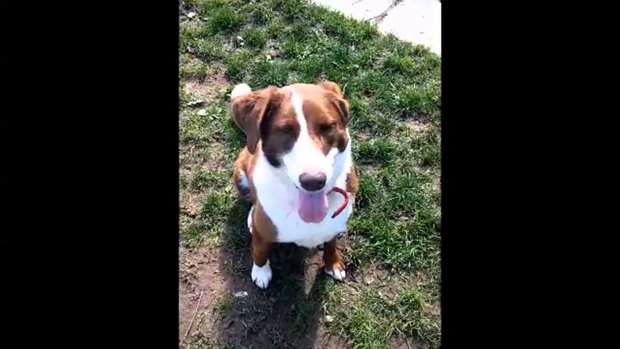 Tierheim Stuttgart Hund Charly YouTube