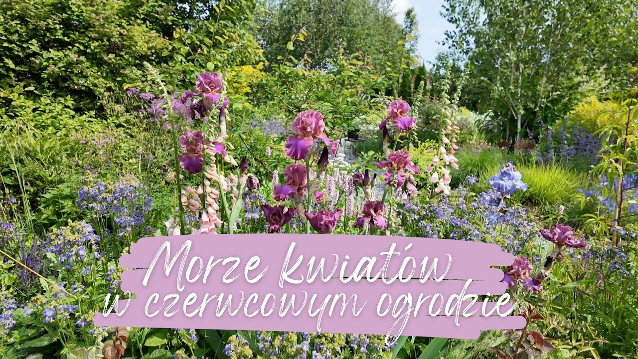 Nie widziałam ogrodu przez tydzień! 🤩 Co w tym czasie zakwitło?