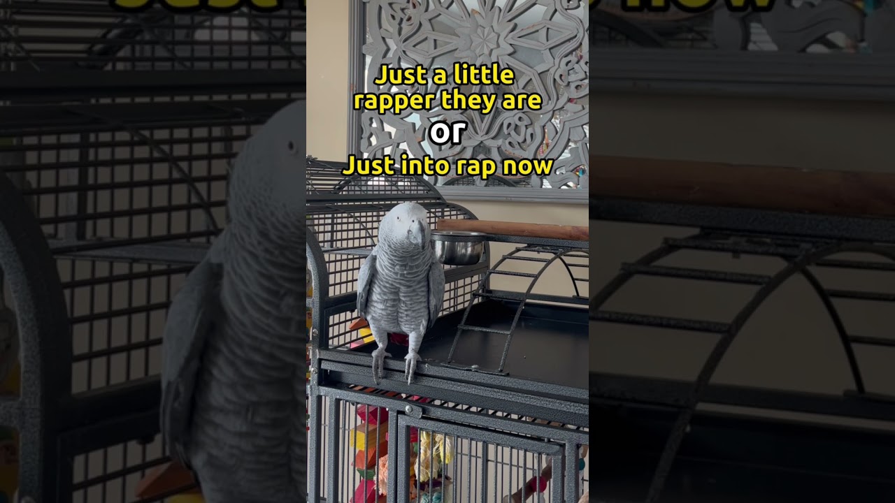 Help! What do you hear at the yellow text in the video? 