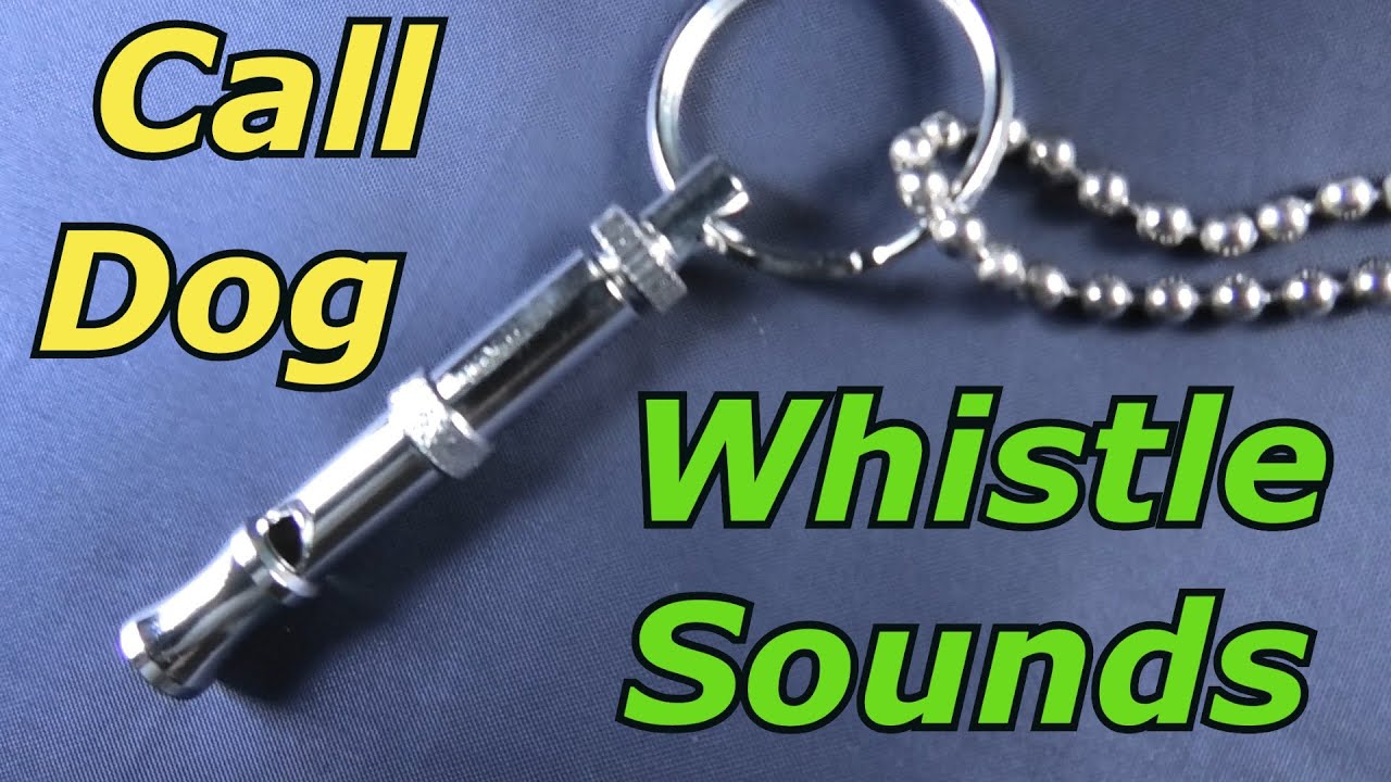 Dog Whistle Sound To Call Dog YouTube