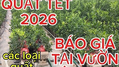 Quất cảnh tết 2026# quất cảnh tết văn giang hưng yên thăm quan và báo giá quất tại vườn 