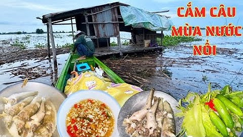 TẬP.121.cắm câu mùa nước nổi đồng cam/cá lóc hấp cơm