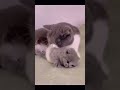 Киць киць киць киця киця кицюня мур мур мур мурка моя манюня Киць киць киць киця киця кицюня мур мур мур мурка моя манюня