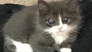 Котёнок родился слепым, и шансов найти дом у него было мало, но потом кое что произошло... Котёнок родился слепым, и шансов найти дом у него было мало, но потом кое что произошло...
