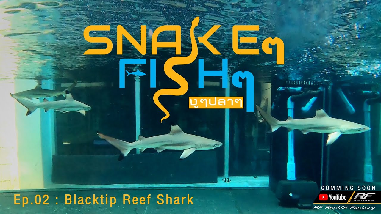 เลี้ยง ปลา ทะเล  Update New  วิธีวัดค่าน้ำทะเล SnakeๆFishๆ Ep.02 :ฉลามหูดำ Part 2