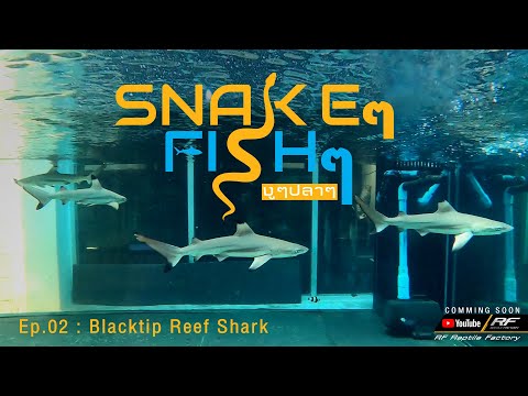 วิธีวัดค่าน้ำทะเล SnakeๆFishๆ Ep.02 :ฉลามหูดำ Part 2