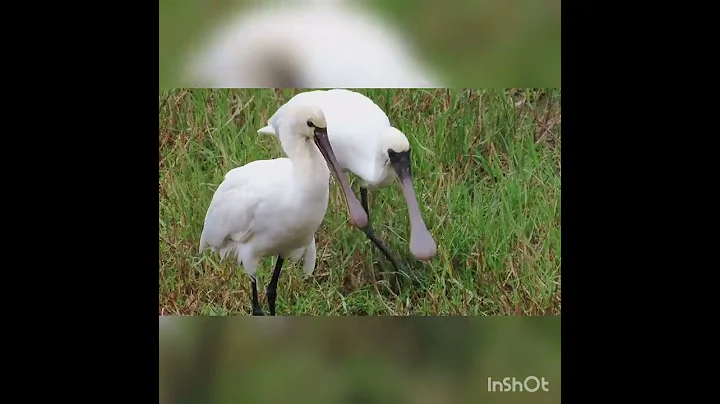 Black-faced and Pale-faced Spoonbills flocking together. - 天天要闻