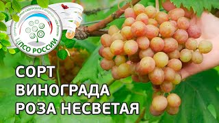 Сорт винограда Роза Несветая. 🍇 Описание сорта винограда Роза Несветая.