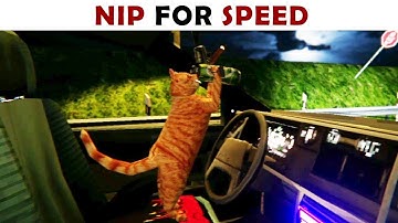 Nip for speed 1 | Driven in car in all drunk state with a Cat driving itself.