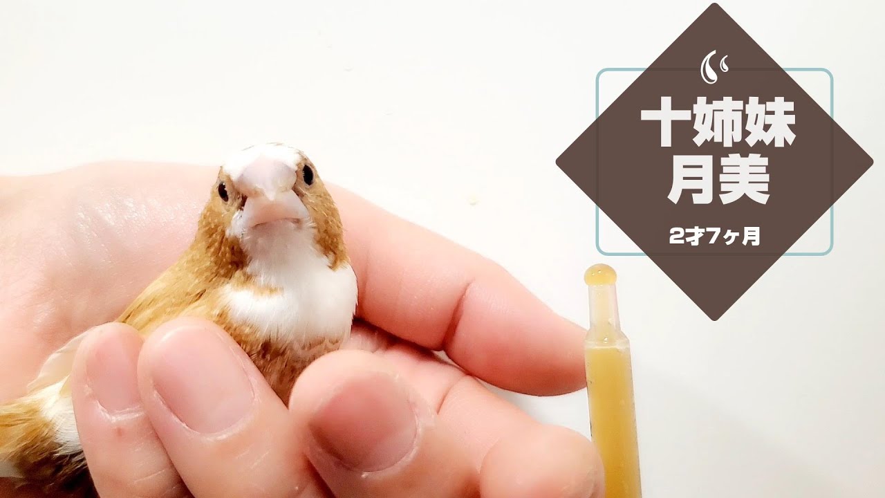 獣医に褒められた動画 月美ちゃんのちゅーちゅーです 十姉妹 鳥ちゅー