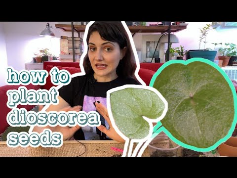 Video: Dioscorea Caucasian (Gras) - Nützliche Eigenschaften Und Verwendung Von Dioscorea, Kontraindikationen. Dioscorea Wurzel. Dioscorea Nippon, Japanisch