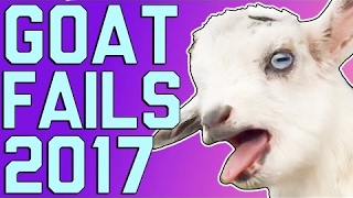 Ailamalia #Funny Goats: Screaming Is Optional (March 2017) || FailArmy