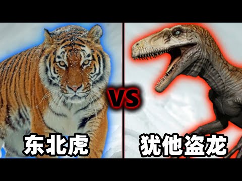 东北虎vs犹他盗龙，当猫科二弟遇到恐龙至尊，谁会笑到最后呢？