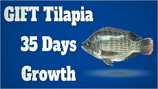 GIFT Tilapia Growth Update in Biofloc After 35 Days of Culture - बायोफ्लोक में गिफ्ट तिलपिया ग्रोथ