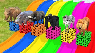 Long Slide Game With Elephant Gorilla Buffalo Hippopotamus Tiger 3d Animal Game Funny 3d Animals