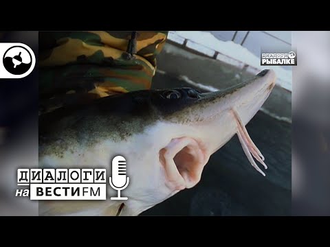 Рыборазведение. Теория и практика | Диалоги на Вести ФМ