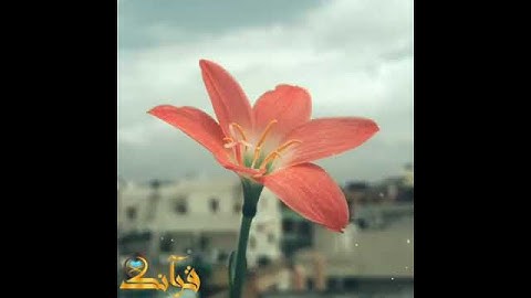 حالات واتس اب دينية || قران كريم بصوت ماهر المعيقلي || تلاوات خاشعة || مقاطع دينية قصيرة ||