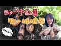 【种植44】春天種下一個紅薯，秋天收獲一堆地瓜，期間夏天還附贈番薯葉，種的也太值了！How to turn one sweet potato to a heap of sweet potatoes