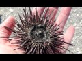 Sanibel Sea Urchins