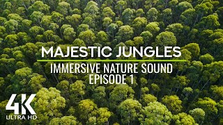 Wind Sound + Tropical Birds Songs - 4K Jungle Whispers Secrets of Trees, Forest & Wind - Episode 1