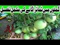 How to grow tomato from seeds  complete