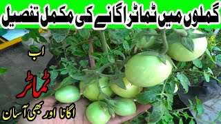 How to Grow Tomato from Seeds | Complete Video