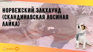 Норвежский элкхаунд (скандинавская лосиная лайка)