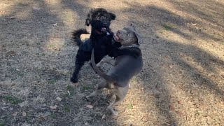 Aussiedoodle Tests the King's Skills by Gumby's Imperial Media 9,173 views 2 years ago 3 minutes, 27 seconds