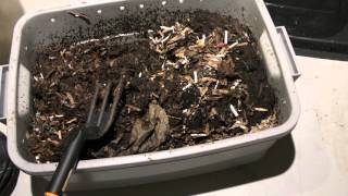 New Vermicompost Worm Bin 26 Week Followup