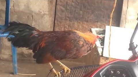 Me nyuam ntsuag lau qaib dib zoo nkauj heev  daim1