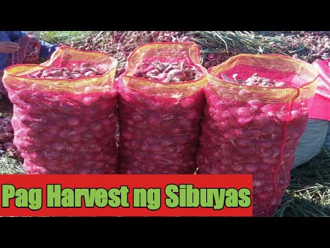 Harvest ng REd Pinoy Onion [ Part #2 ] - YouTube