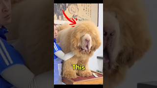 Denne hund blev solgt for 2.000.000 dollars 😳🐕