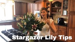 Stargazer Lilly Tips