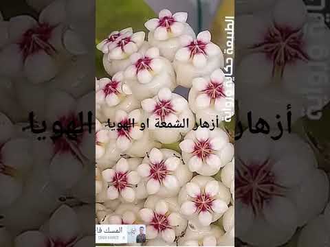 أزهار الشمعة او الهوايا زهور نباتات الزينة