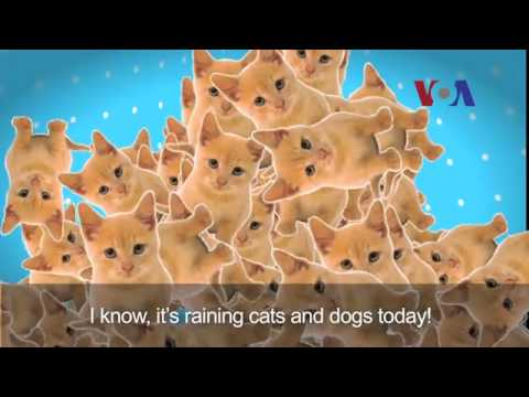 English in a Minute: Cats and Dogs