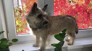 Cairn Terrier Puppy 8-12 months   HD 1080p