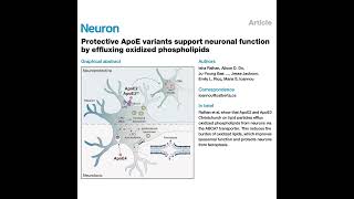 344-ApoE Variants Protect Neurons by Oxidized Lipid Efflux