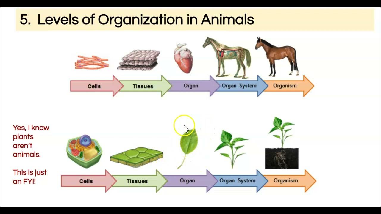 Levels of Organization in Animals YouTube